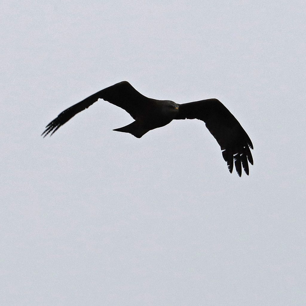 Hebridean Imaging - Yvonne Benting - Bird Photography - Spain - Black Kite - La Janda