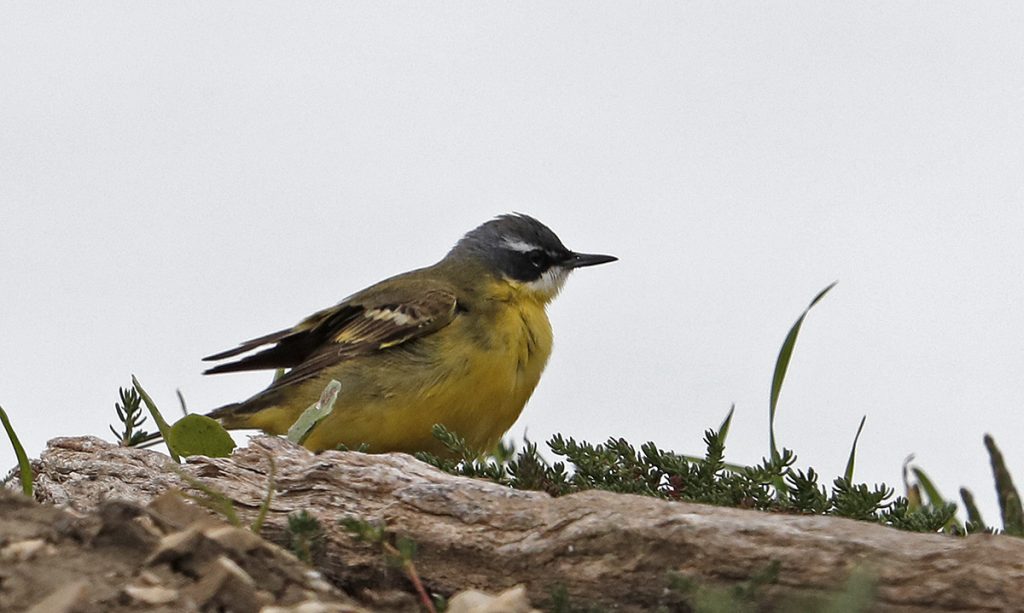 Hebridean Imaging - Yvonne Benting - Bird Photography - Spain - Yellow Wagtail - Barbate