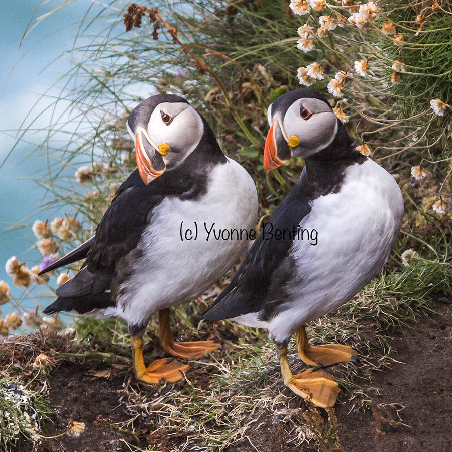 Hebridean Imaging art and photography outer hebrides Puffin greeting card